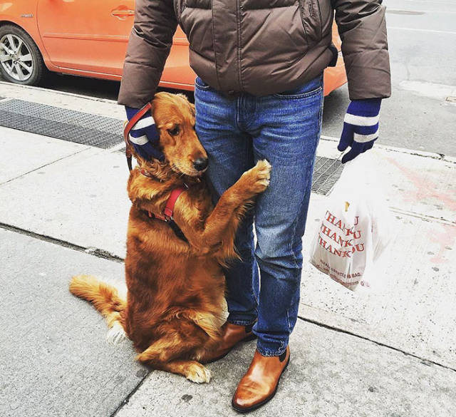 Cute Golden Retriever Loves Giving Out Free Hugs (10 pics)
