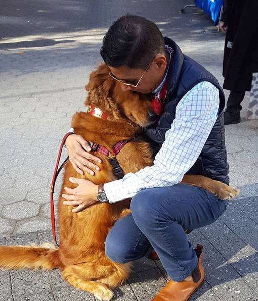 Cute Golden Retriever Loves Giving Out Free Hugs (10 pics)