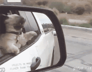 Acid Gifdump, February 15, 2017 (25 gifs)