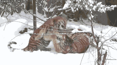 Acid Gifdump, February 15, 2017 (25 gifs)