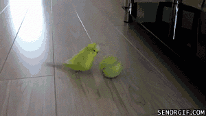 Acid Gifdump, February 15, 2017 (25 gifs)