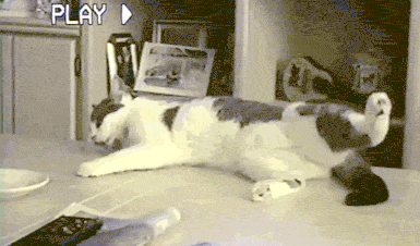 Acid Gifdump, February 15, 2017 (25 gifs)