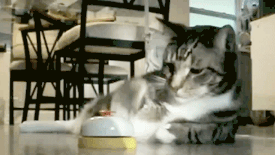 Acid Gifdump, February 15, 2017 (25 gifs)
