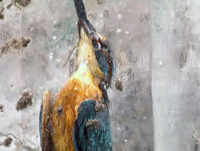 Kingfishers Found Frozen In Ice (3 pics)