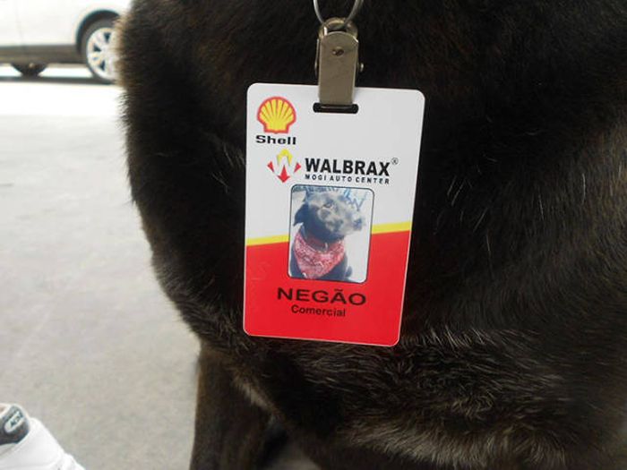 Abandoned Dog Gets Another Shot At Life (5 pics)