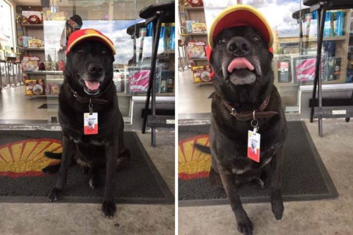 Abandoned Dog Gets Another Shot At Life (5 pics)