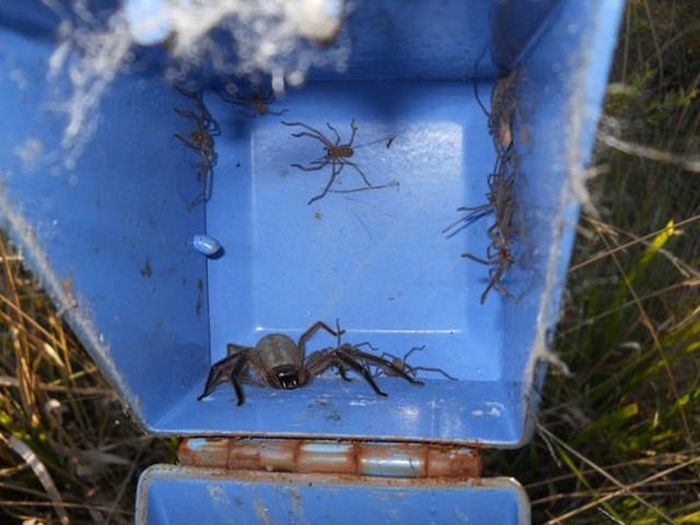 Why Australia Is Such A Controversial Place (35 pics)