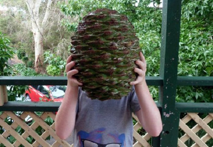 Why Australia Is Such A Controversial Place (35 pics)
