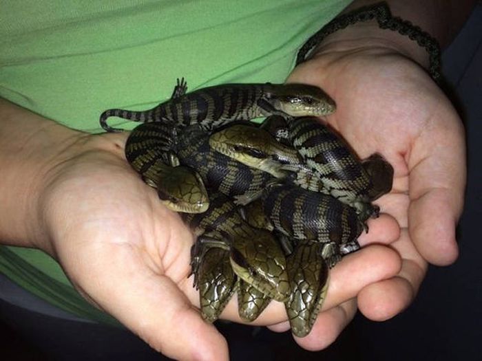 Why Australia Is Such A Controversial Place (35 pics)