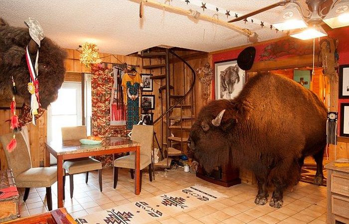 This Texas Couple Has A Bison In Their House (13 pics)