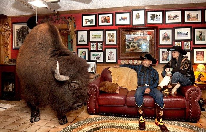 This Texas Couple Has A Bison In Their House (13 pics)