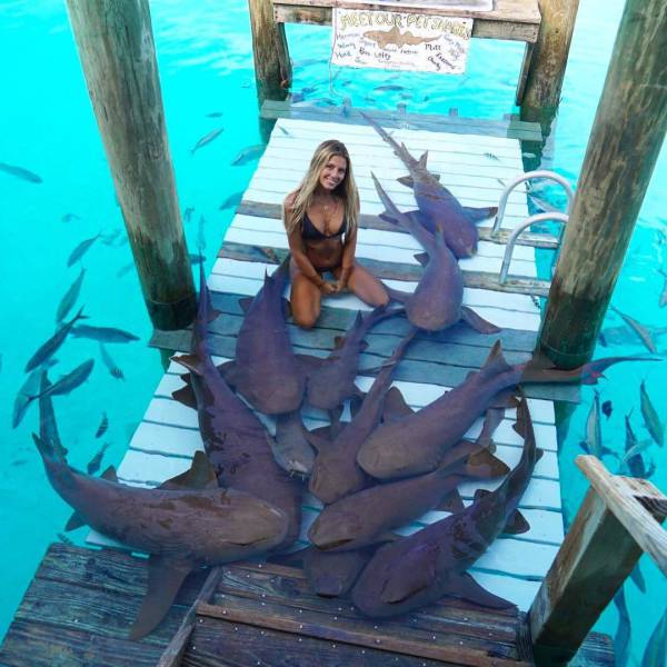Bali Sharks (10 pics)