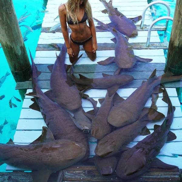 Bali Sharks (10 pics)
