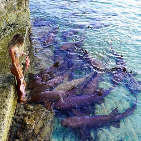 Bali Sharks (10 pics)