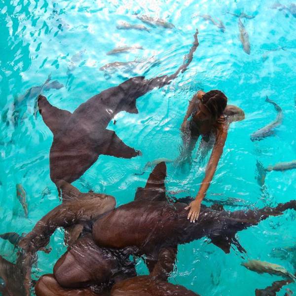 Bali Sharks (10 pics)