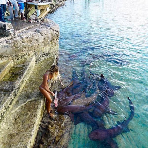 Bali Sharks (10 pics)