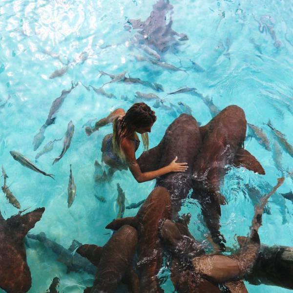 Bali Sharks (10 pics)