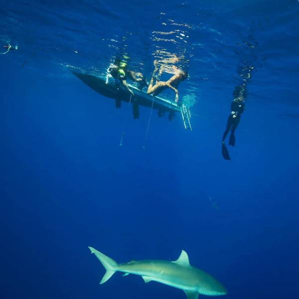 Bali Sharks (10 pics)