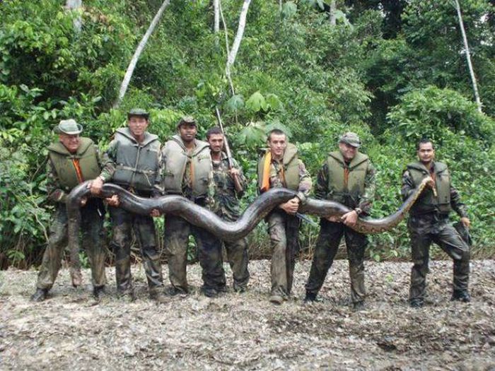 Acid Picdump (108 pics)
