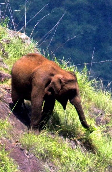 Asian Elephants Spotted In India (3 pics)