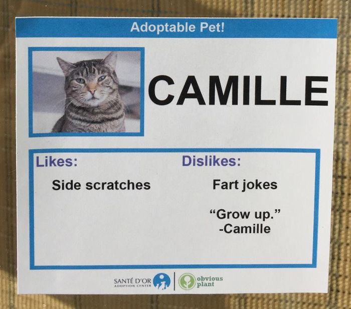 Adoptable Cats And Their Hilarious Likes And Dislikes (14 pics)