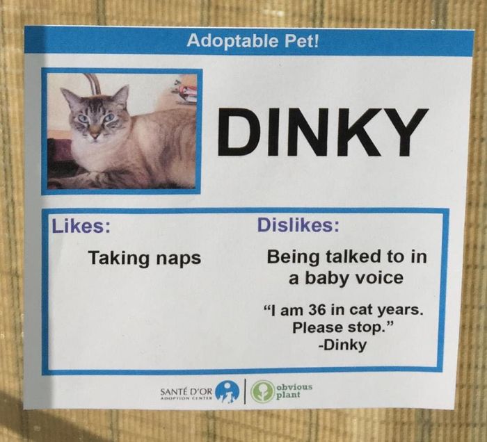 Adoptable Cats And Their Hilarious Likes And Dislikes (14 pics)