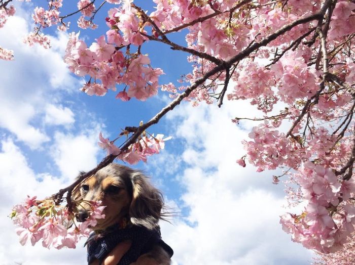 Cherry Blossom Season In Japan Is Beautiful (6 pics)