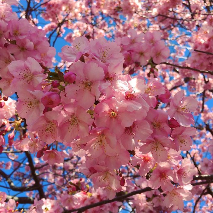 Cherry Blossom Season In Japan Is Beautiful (6 pics)