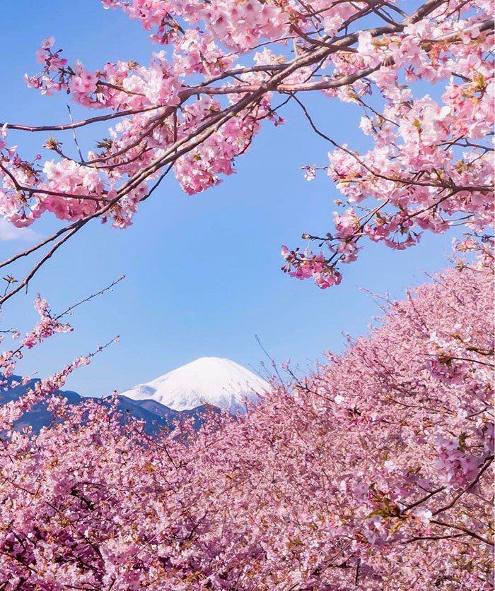 Cherry Blossom Season In Japan Is Beautiful (6 pics)