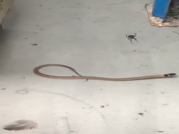 Snake VS Spider
