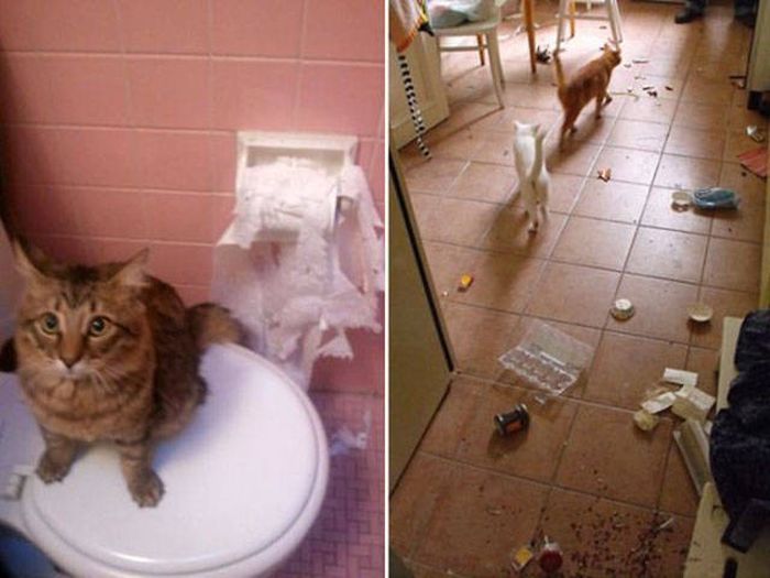 If Only Humans Could Appreciate What Their Cat Masters Do For Them (23 pics)