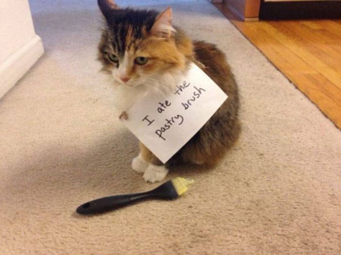 If Only Humans Could Appreciate What Their Cat Masters Do For Them (23 pics)