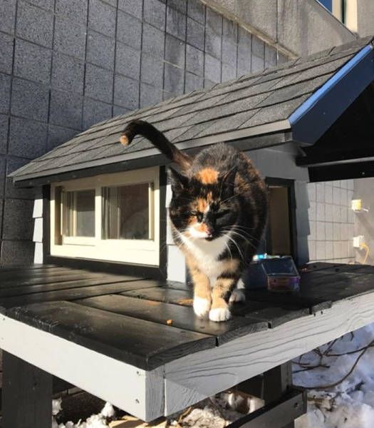 This Cat Has A Better Apartment Than Most People (7 pics)