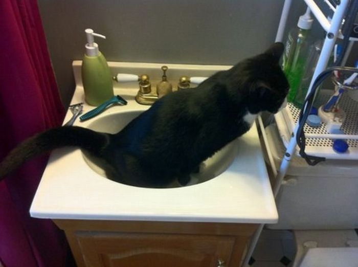 Cats Truly Do Live By Their Own Rules (15 pics)