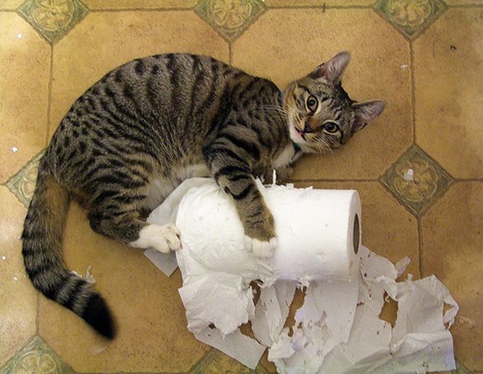 Cats Truly Do Live By Their Own Rules (15 pics)