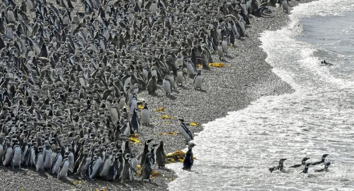 Fish Draw One Million Penguins To Peninsula In Argentina (4 pics)