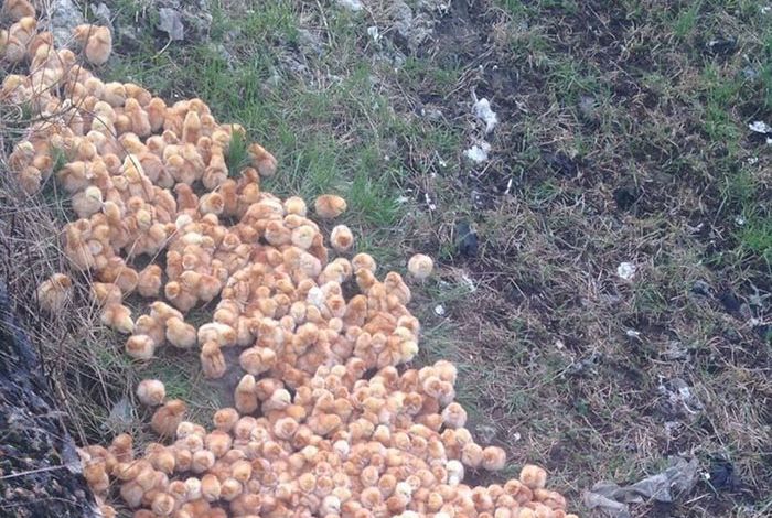 Someone Just Left 1,000 Tiny Chicks Alone In A Field (3 pics)