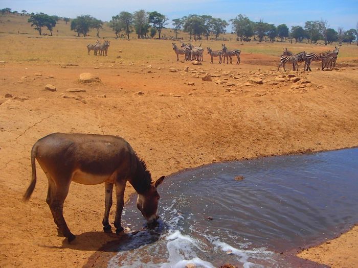 This Man Drives Several Hours Everyday To Bring Water To Thirsty Wild Animals (9 pics)