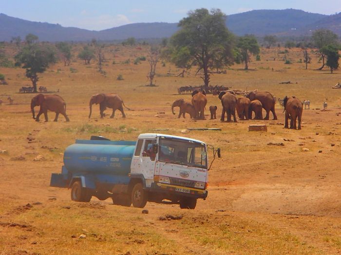 This Man Drives Several Hours Everyday To Bring Water To Thirsty Wild Animals (9 pics)