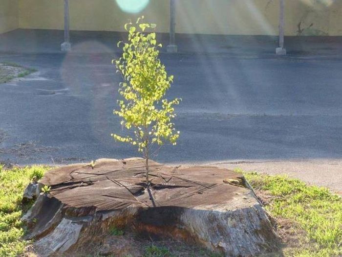Acid Picdump (95 pics)