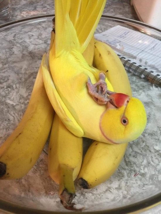 Acid Picdump (95 pics)