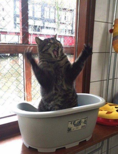 Acid Picdump (95 pics)