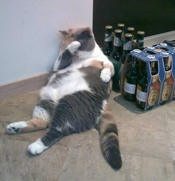 Acid Picdump (95 pics)