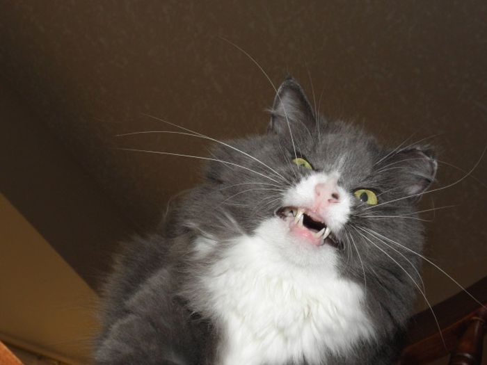 Cats Look Hilarious Right Before They Sneeze (16 pics)