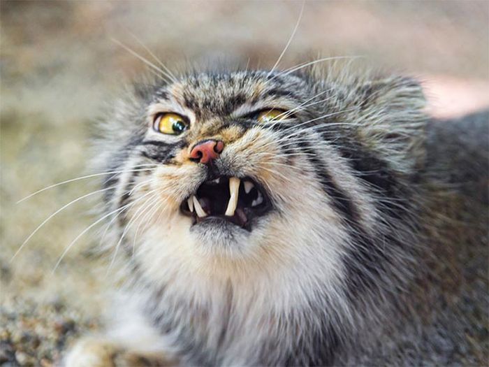 Cats Look Hilarious Right Before They Sneeze (16 pics)