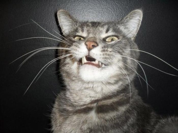 Cats Look Hilarious Right Before They Sneeze (16 pics)
