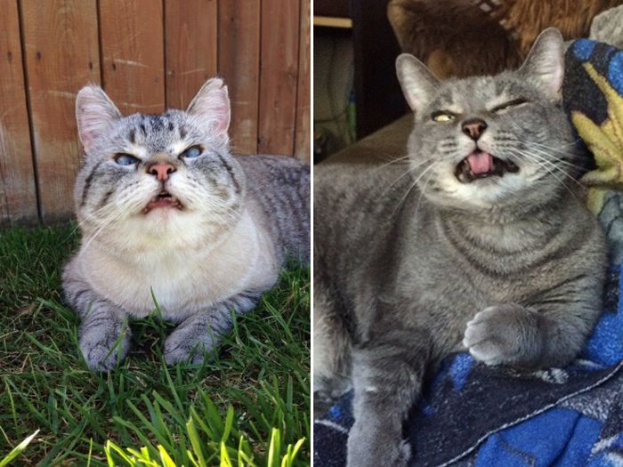 Cats Look Hilarious Right Before They Sneeze (16 pics)