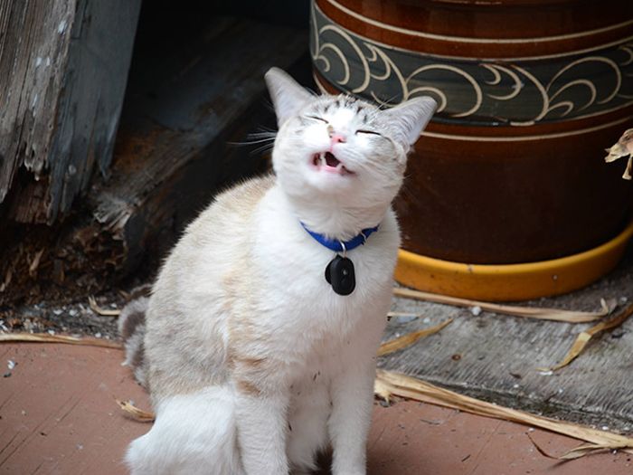 Cats Look Hilarious Right Before They Sneeze (16 pics)