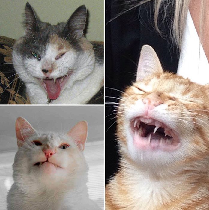 Cats Look Hilarious Right Before They Sneeze (16 pics)