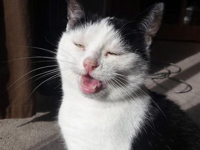 Cats Look Hilarious Right Before They Sneeze (16 pics)
